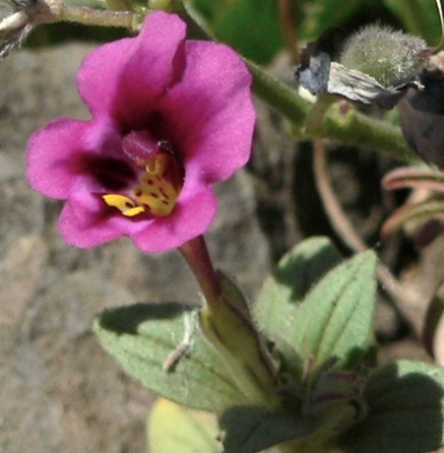 20080403RED.JPG, 103 kB