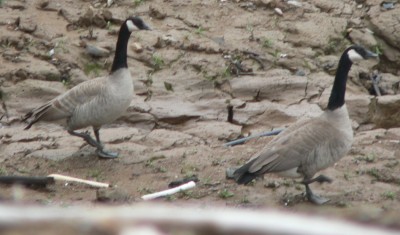 Oro-GeeseNoWater.jpg, 30kB