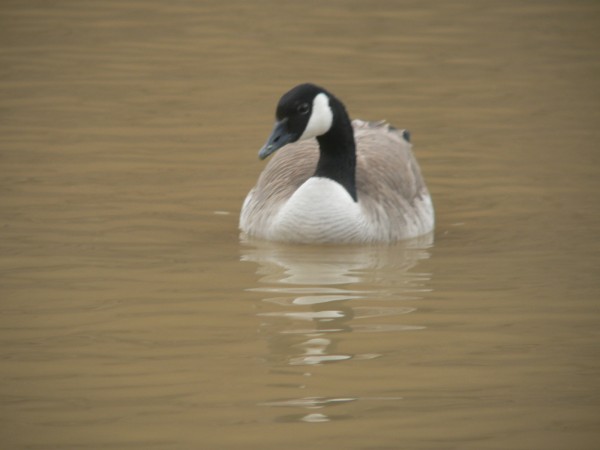 Oro-GooseBrown.jpg, 29kB