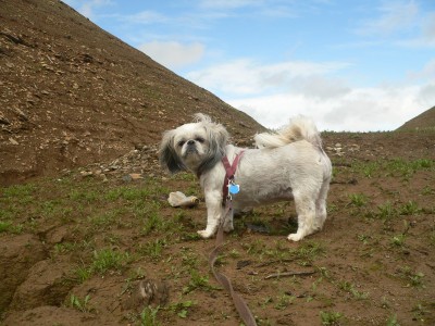 Oro-LexyGrass.jpg, 42kB