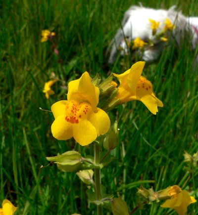 YELLDOG050514.JPG, 32 kB