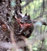 SQUIRLNEST.JPG, 37 kB