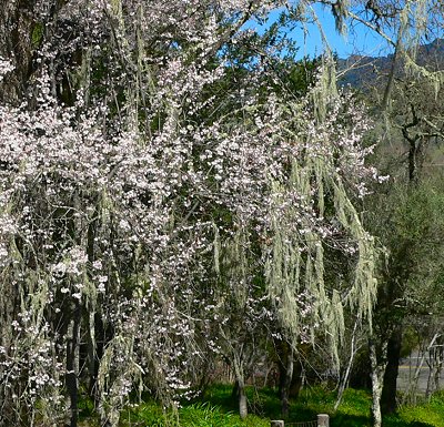 BEARDMOSS20070224.JPG, 84 kB