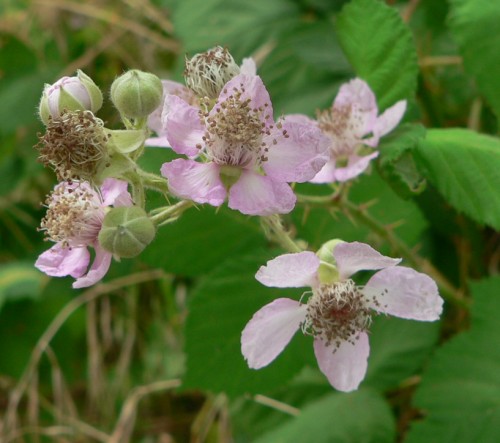 BlackBerries.jpg, 50kB