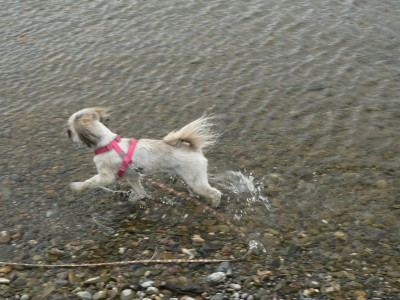 CalAndCountyBeach.jpg, 41kB