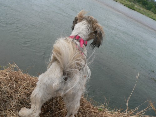 CalAndRiver.jpg, 51kB