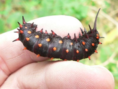 Catterpeller.jpg, 30kB