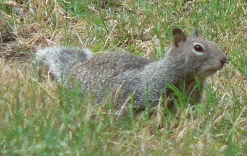 Squirl3.jpg, 59kB
