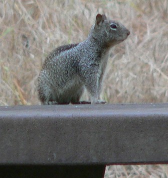 SquirlTable.jpg, 30kB