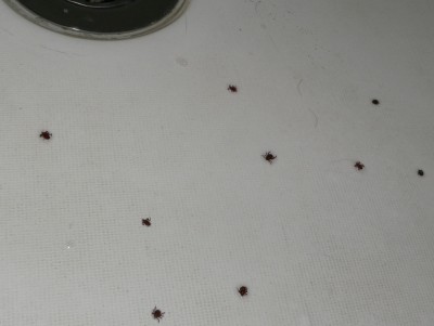 TicksShower.jpg, 15kB