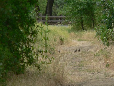 TurkeyBabies.jpg, 39kB