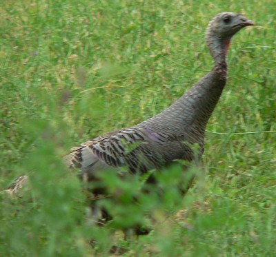TurkeyHen.jpg, 44kB