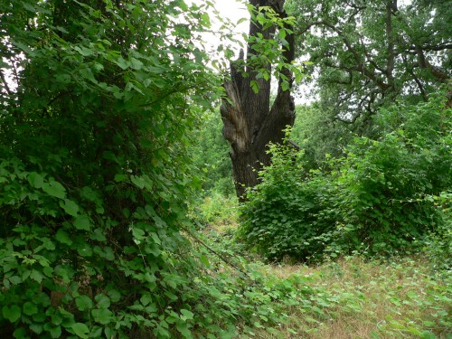 WoodsonPlants.jpg, 94kB