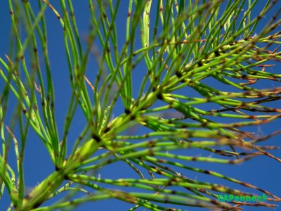 BRAG20070920.JPG, 37 kB