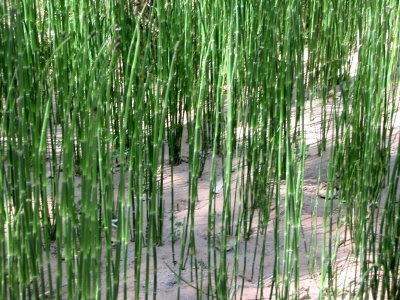 SEDONA.JPG 2005.06.01