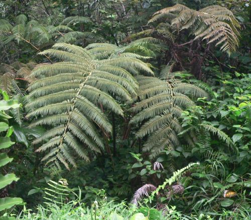 FernsHana2011Feb26.jpg, 73 kB