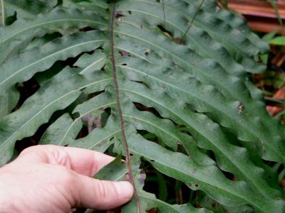 PTERfernMaui2011.Feb26.jpg, 25 kB