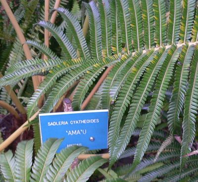 Sadleria2009DEC15.jpg, 43 kB