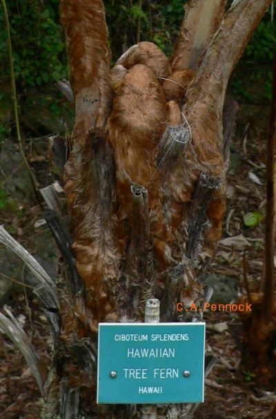 TreeFern2009DEC.jpg, 48 kB