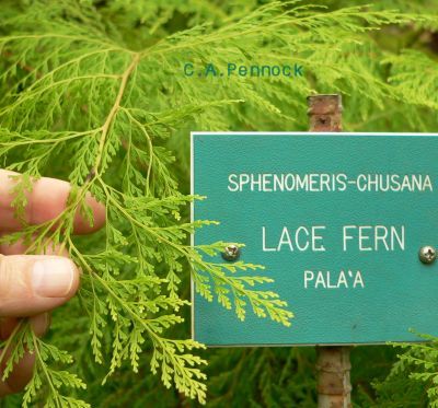 LINDSAE2009DEC.jpg, 38 kB