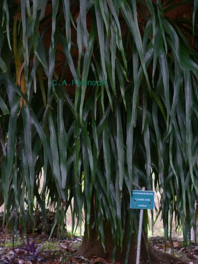 ElkHornFern2009DECSign.jpg, 47 kB