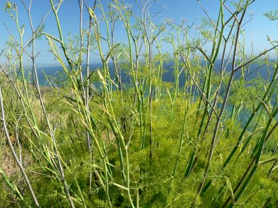 ANISBUNCH.JPG, 44 kB