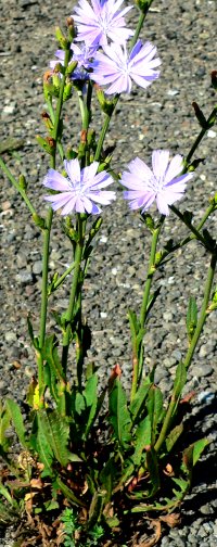 CICPLANT20070722.JPG, 48 kB