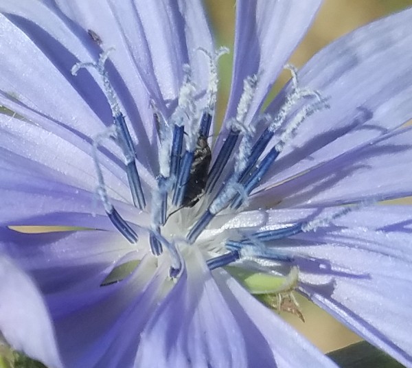 ChicoryStamens20170514.jpg, 75kB