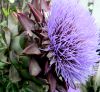 ARTICHOKEFLOGO.JPG, 4 kB
