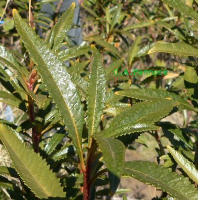 Gum09NOV07.jpg, 44 kB