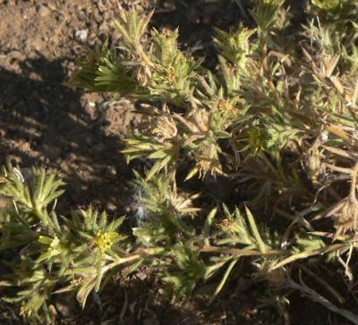 RosinWeed2010-10-14.jpg, 42 kB