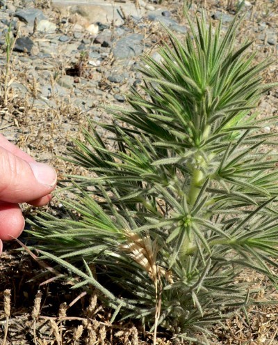 Trichoslema-Lanceol.jpg, 98kB