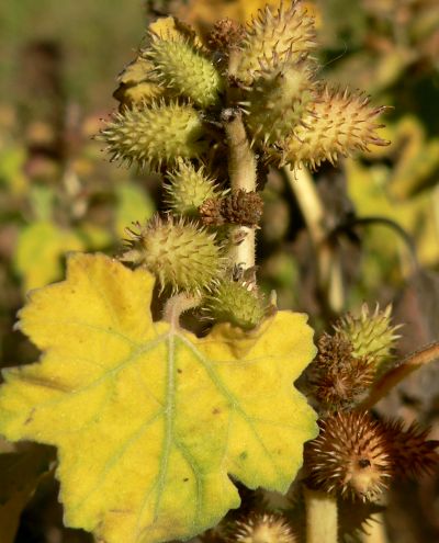 Cockeral2010-10-14P1190163.jpg, 38 kB