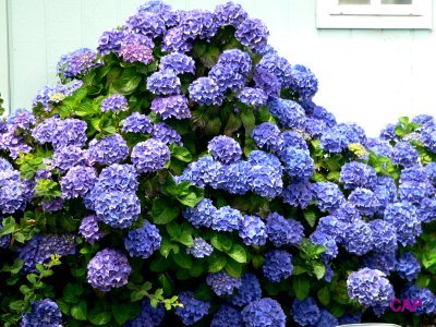 HYDRANEA BLUE