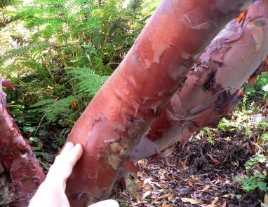 FORSTERTRUNK.JPG, 43 kB