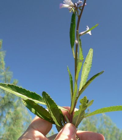 YERBAsanta.JPG, 23 kB