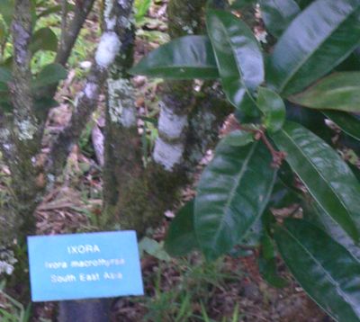 IXORA2011Mar02.jpg, 28 kB