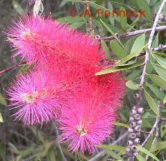 FIRECRACK.JPG, 21 kB