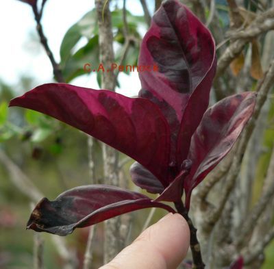 Erant2009DECFloral.jpg, 25 kB