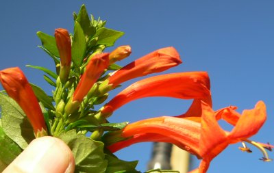 HONEYREDS20070929.JPG, 21 kB