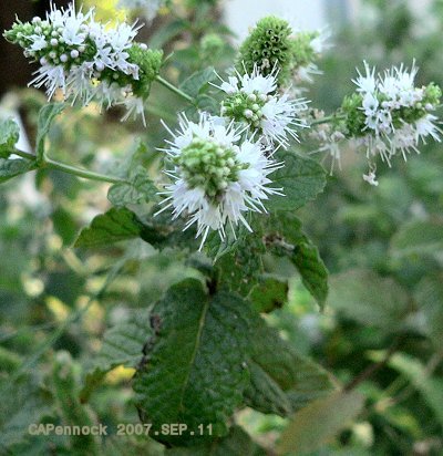 CATSEEDS20070915.JPG moms plants