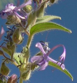 CurlP1190171.jpg, 18 kB