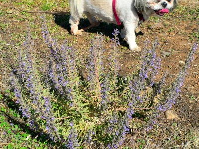 BLUECURL 20070906 Chico Ca