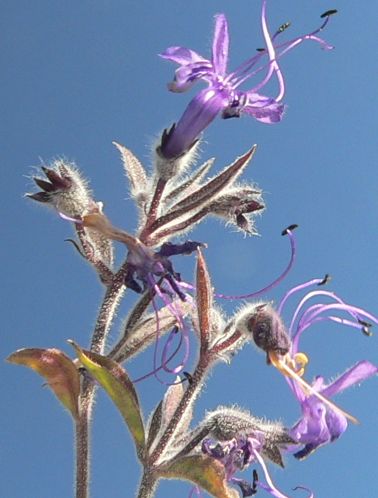 VinigarCurls09NOV07.jpg, 32 kB