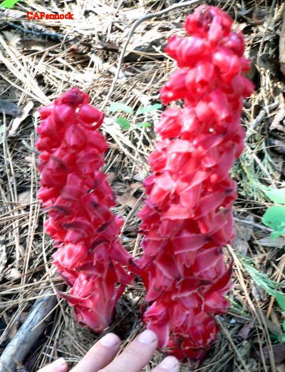 ORBANHAND.JPG, 70 kB