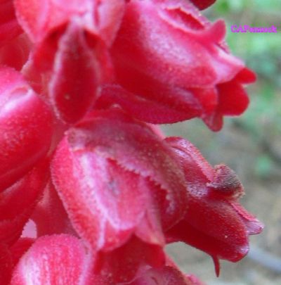 ORBANSIDE.JPG, 24 kB