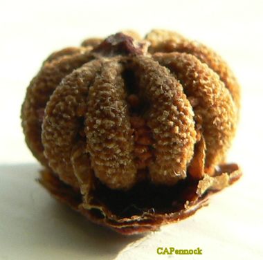 SEED08AUG11.JPGP.jpg, 22 kB