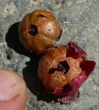 SEEDS08AUG11.JPG, 27 kB