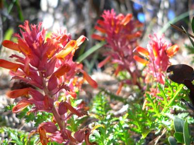 plnREDFUN200503COH.JPG, 31 kB