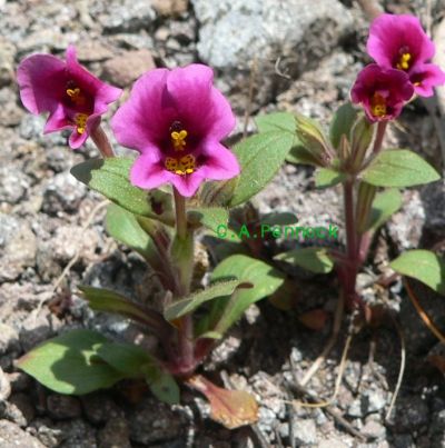 20080403MONKEYF.JPG, 136 kB